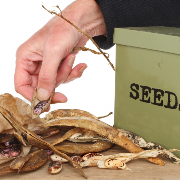 hand removing beans from pod with box labeled seeds to side