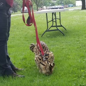 African serval eats treat from grass