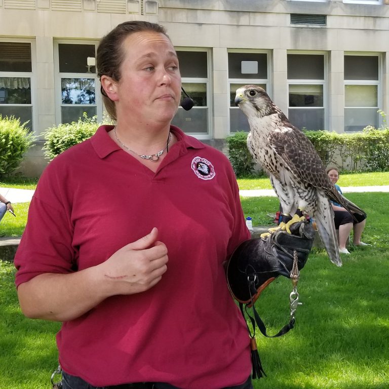 Hawk Creek animal handler with falcon