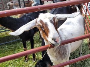 White goat with brown markings stands inside fence enclosure