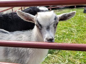 small white and grey/black goat stands inside fence