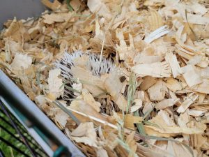 hedgehog burrowed under wood shavings