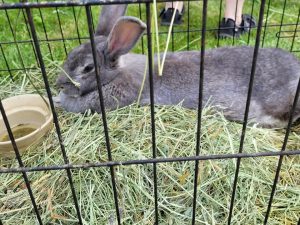 Grey rabbit laying on grass in a cage