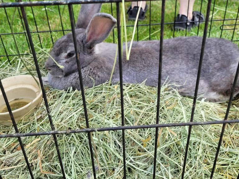 Grey rabbit laying on grass in a cage