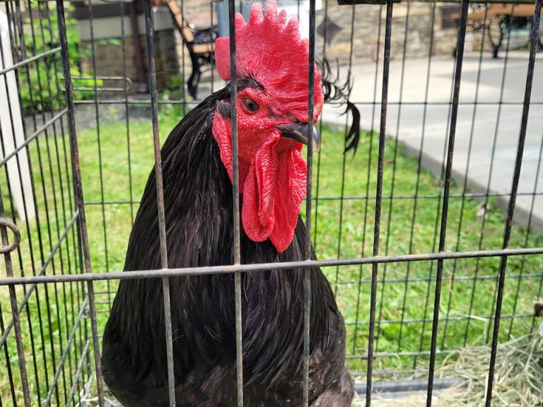Rooster in pet cage