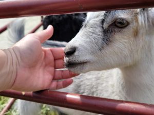 hand reaching to pet a goat