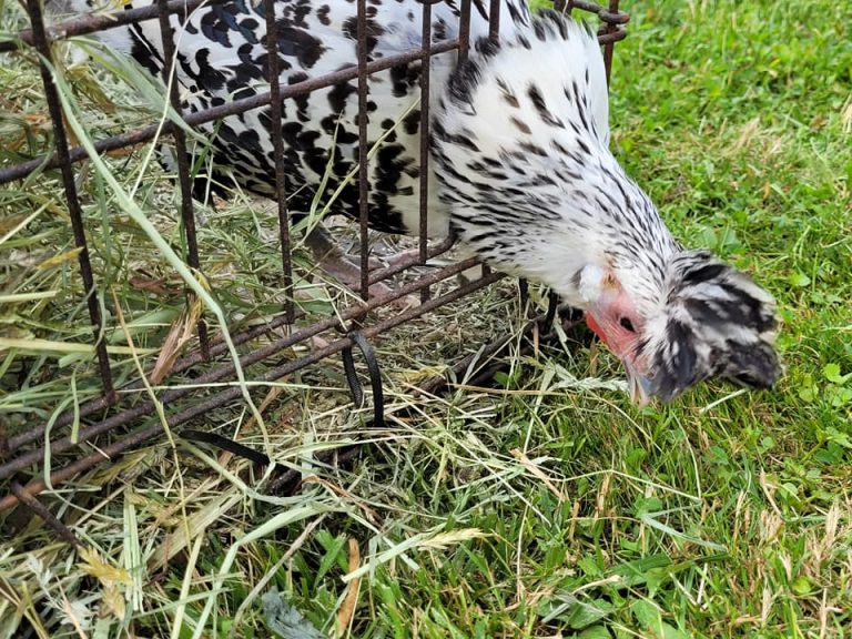 black and white chicken pecking the ground