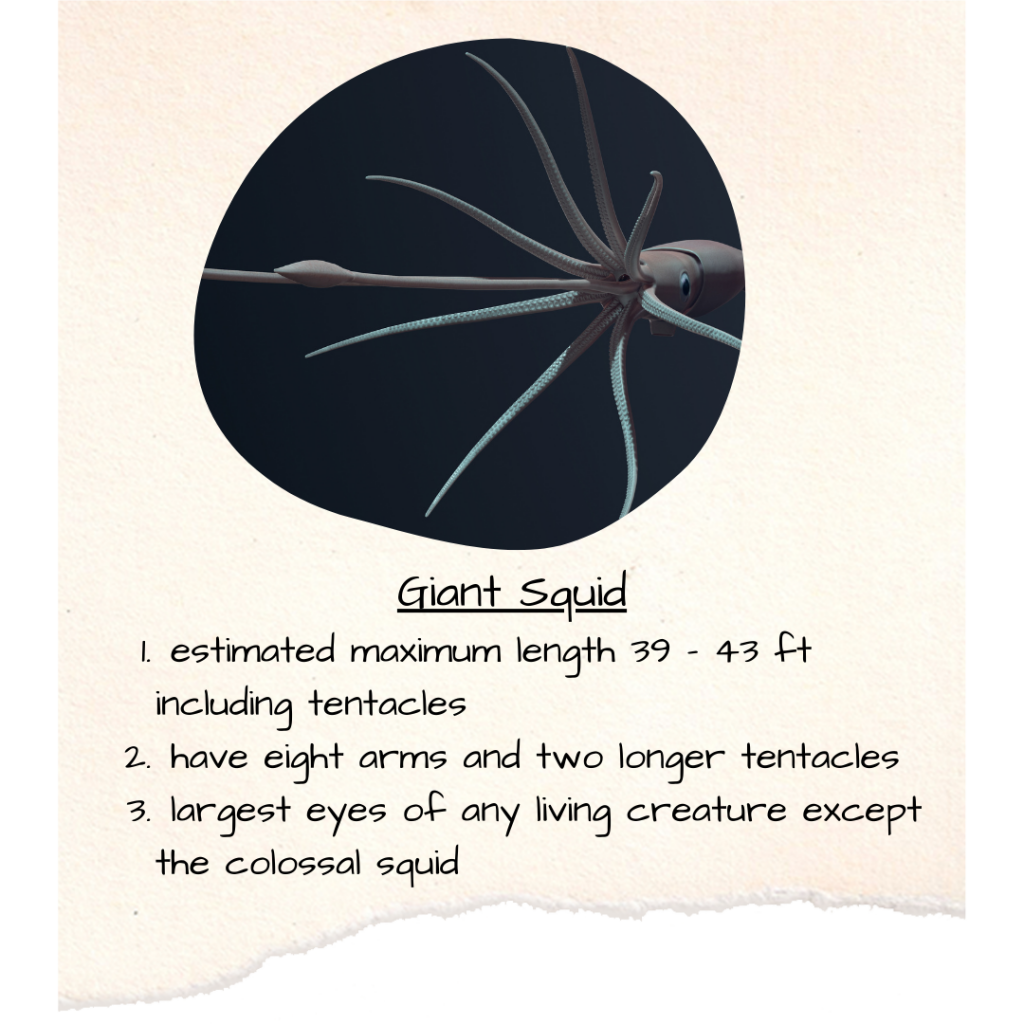Giant Squid estimated maximum length 39 - 43 ft including tentacles, have eight arms and two longer tentacles, largest eyes of any living creature except the colossal squid