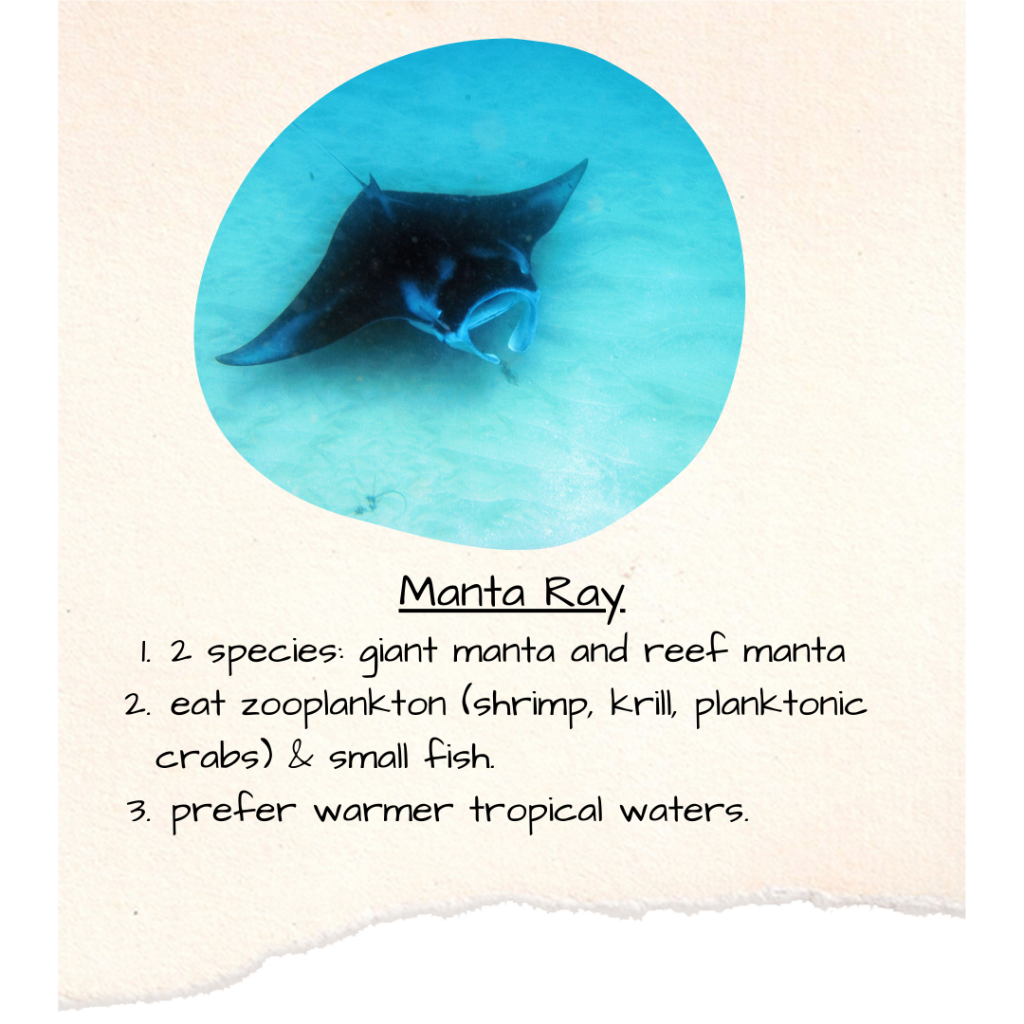 Manta Ray 2 species: giant manta and reef manta, eat zooplankton (shrimp, krill, planktonic crabs) & small fish, prefer warmer tropical waters
