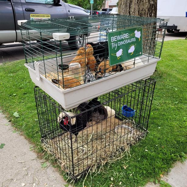 two cages with chickens and a rooster, green sign on chicken cage says "beware: tiny dinosaurs"