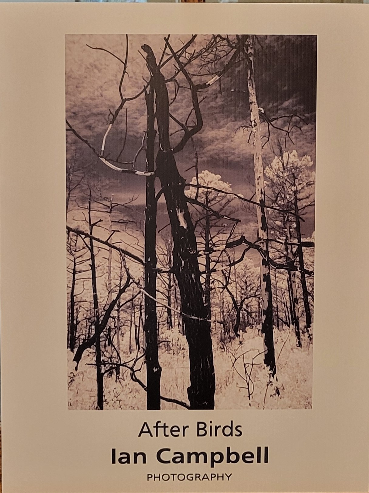 Monochrome photograph of a forest with tall trees and cloudy sky.